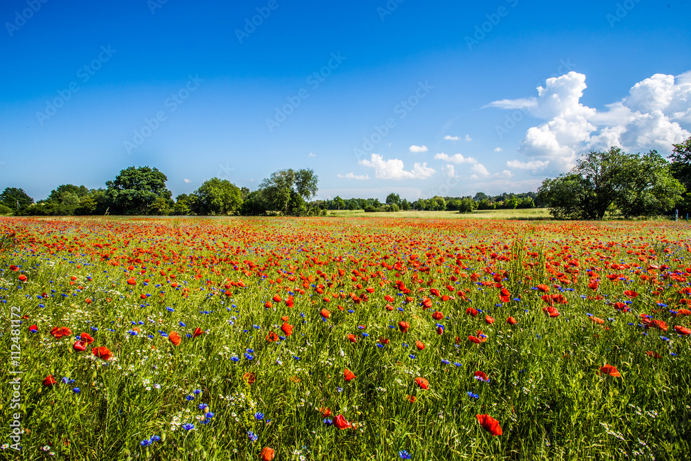 Naklejka premium Mohn