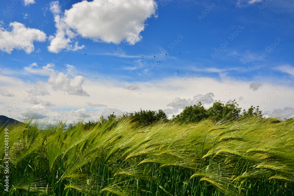 Growing rye field, Agricultural Background