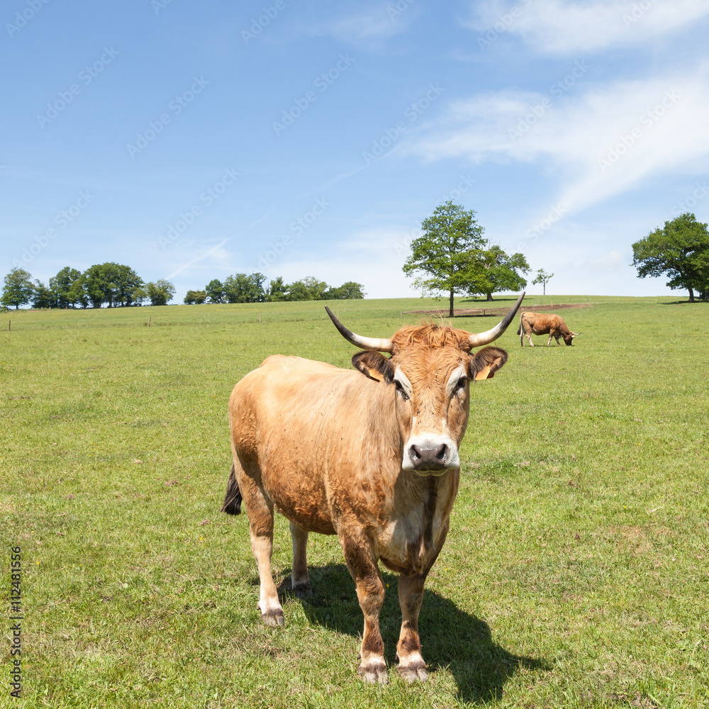 Parthenais, or Parthenaise, beef cow standing sideways in a pasture looking at the camera, square format