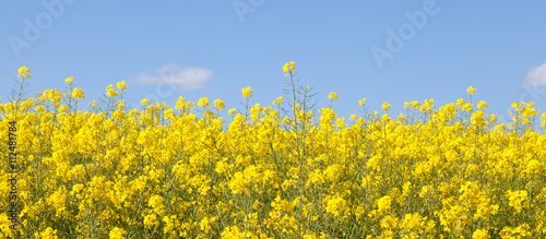 Panoramic banner of bright yellow rapeseed  flowers, rape, colza, rapaseed, oilseed, canola,  closeup against s sunny blue sky photo