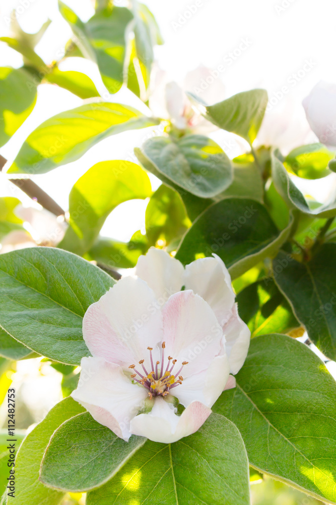 Naklejka premium White quince flower blooming around eaves in sunlight