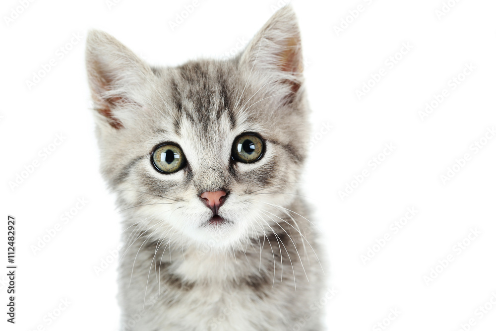 Fototapeta premium Beautiful cat on a white background