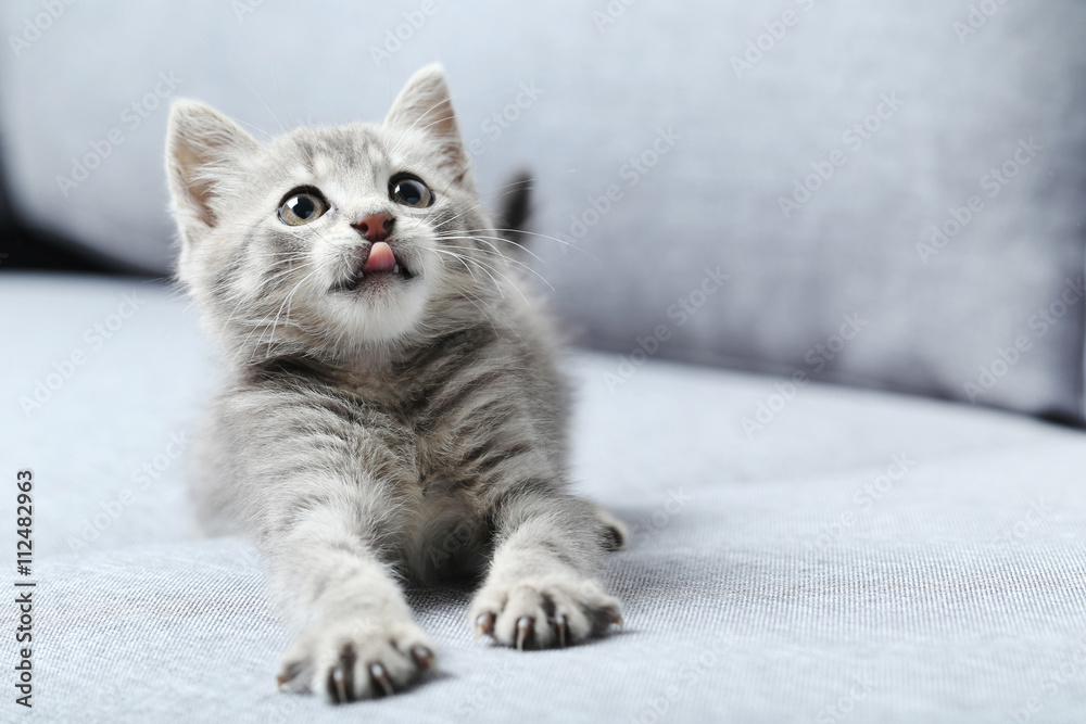 Obraz premium Piękny mały kot na szarej kanapie