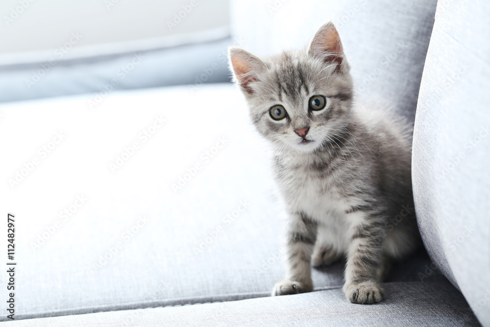 Fototapeta Piękny mały kot na szarej kanapie