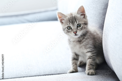 Piękny mały kot na szarej kanapie