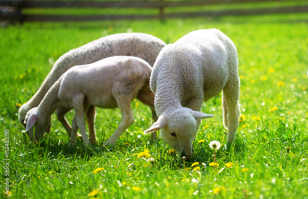 Little lambs grazing on a beautiful green meadow with dandelion. Little lambs grazing on a beautiful green meadow with dandelion.