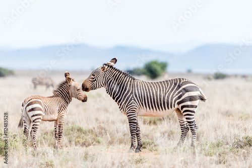 Mountain zebra mare with foal