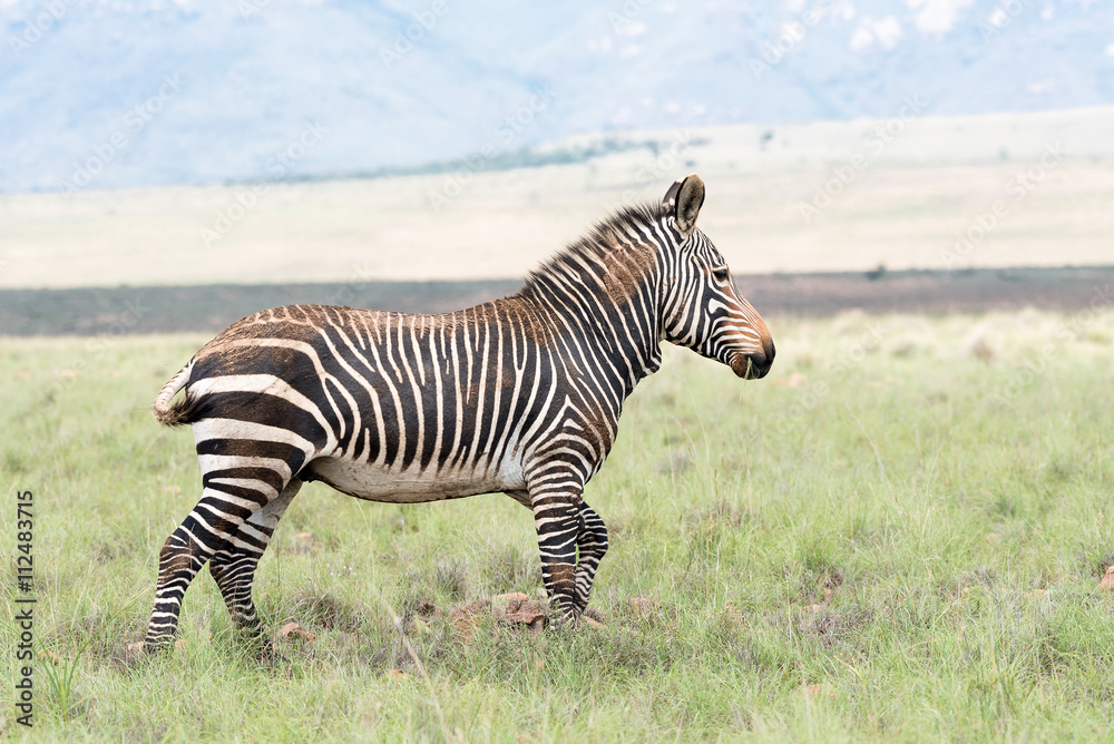Mountain zebra partially covered in dried mud Mountain zebra partially covered in dried mud