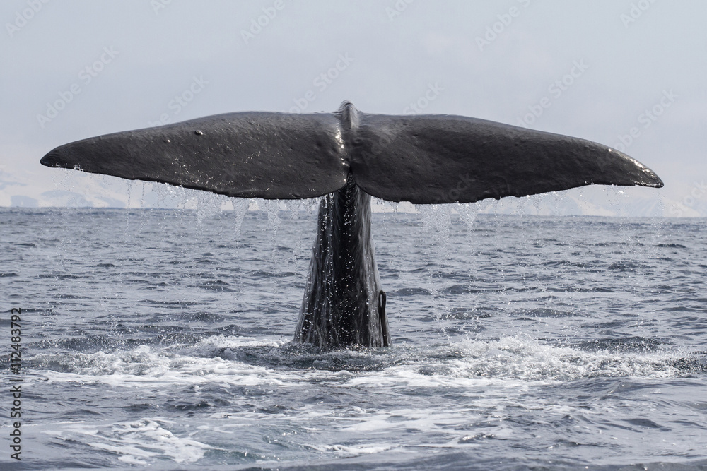 Fototapeta premium sperm whale his tail above the water when the water immersion