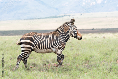 Mountain zebra partially covered in dried mud