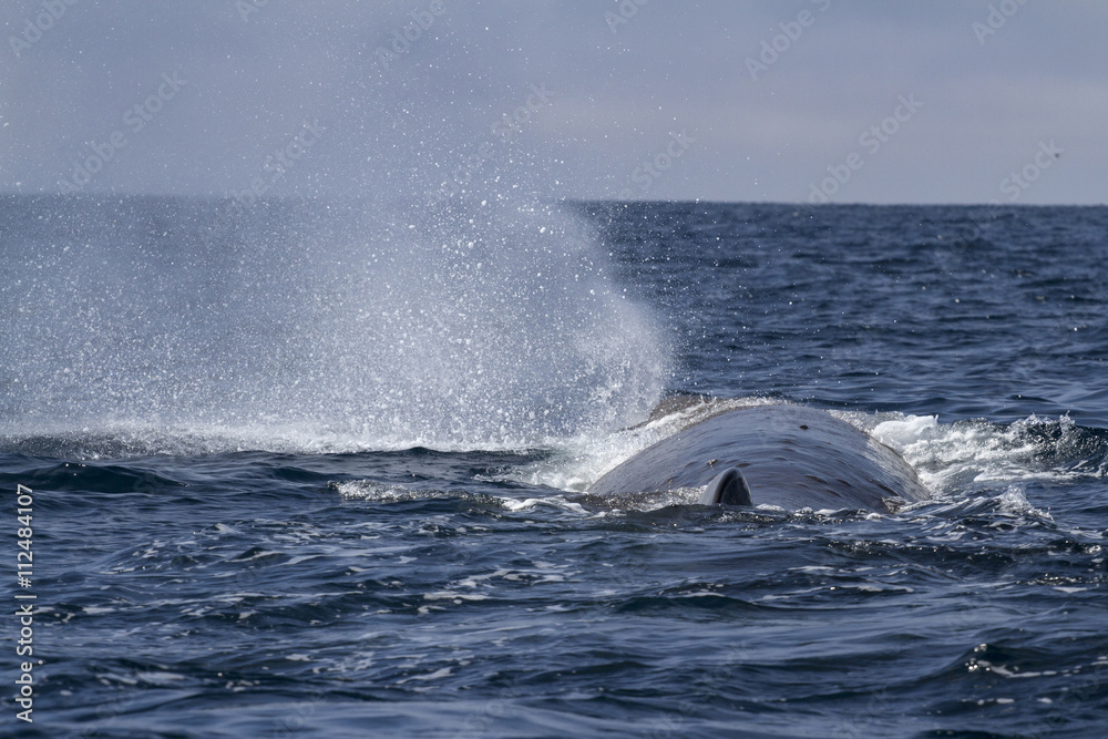 Fototapeta premium sperm whale produces a fountain of water before diving in the Pa