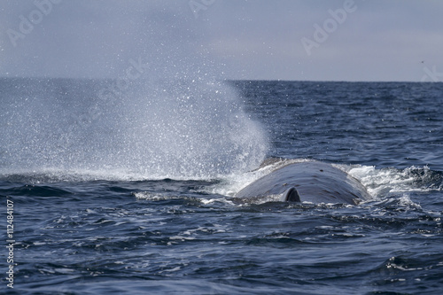 sperm whale produces a fountain of water before diving in the Pa © Tarpan