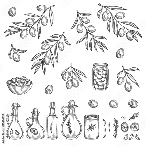 Hand drawn olive graphic set. Vector illustration.