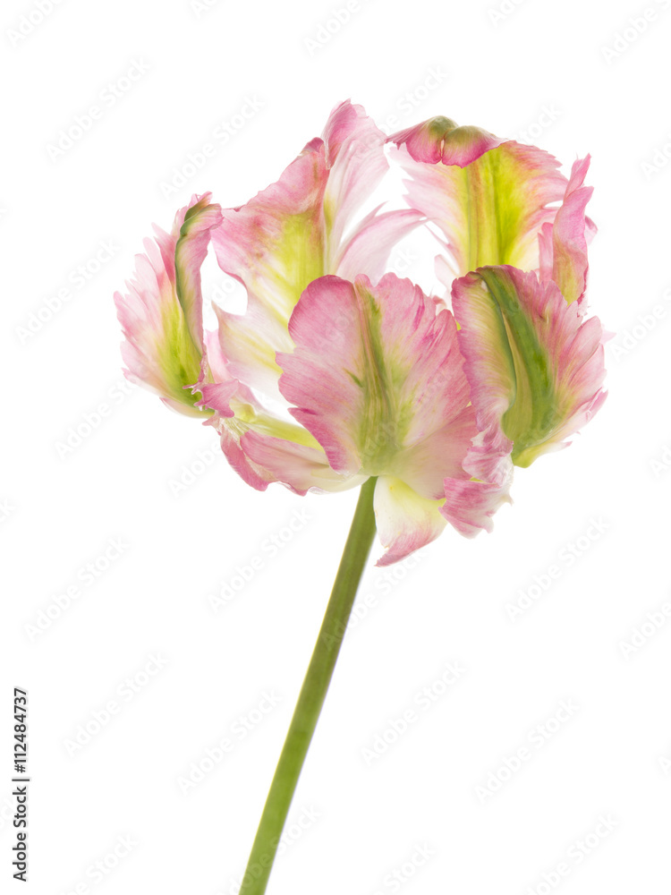 unusual variegated tulip
