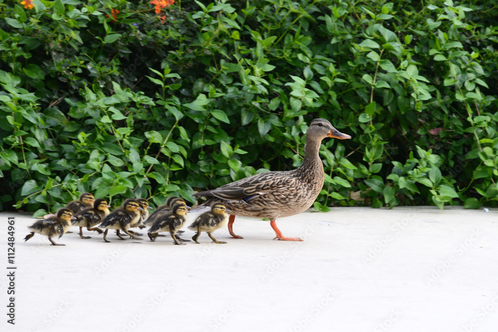 Fototapeta premium Female Mallard Duck mother with babies walking down a sidewalk