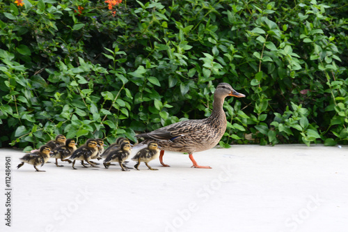 Female Mallard Duck mother with babies walking down a sidewalk