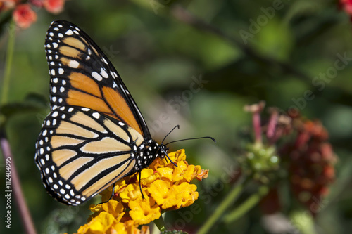 Monarch Butterfly on orange flowers