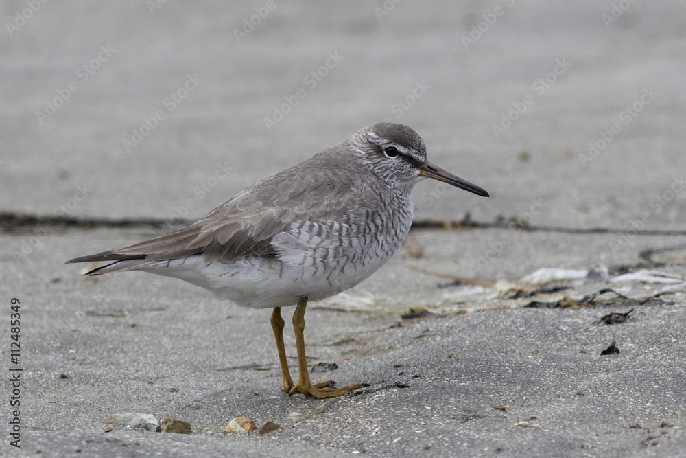 GREY-TAILED TATTLER standing on a sandy beach in the spring GREY-TAILED TATTLER standing on a sandy beach in the spring