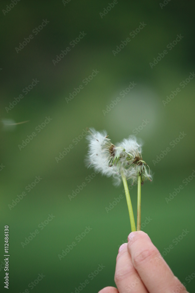 Fototapeta premium Pusteblume