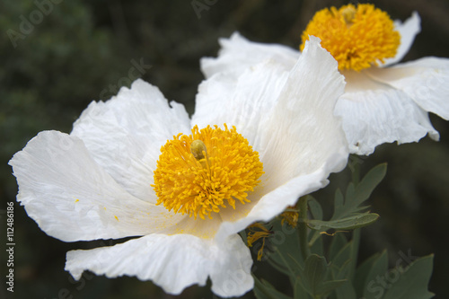 Matilija poppies close up large white flowers with intense yellow centers. Background blurred photo