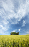 white clouds above the grove of cypress trees  in Tuscany in Italy