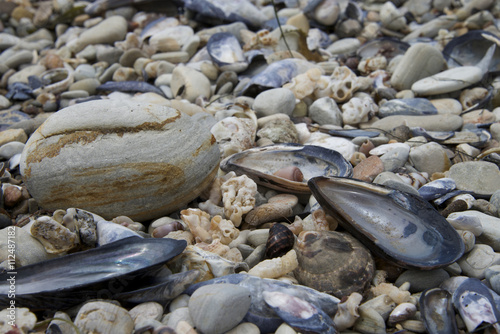 Rocks and Shells on the beach, close up