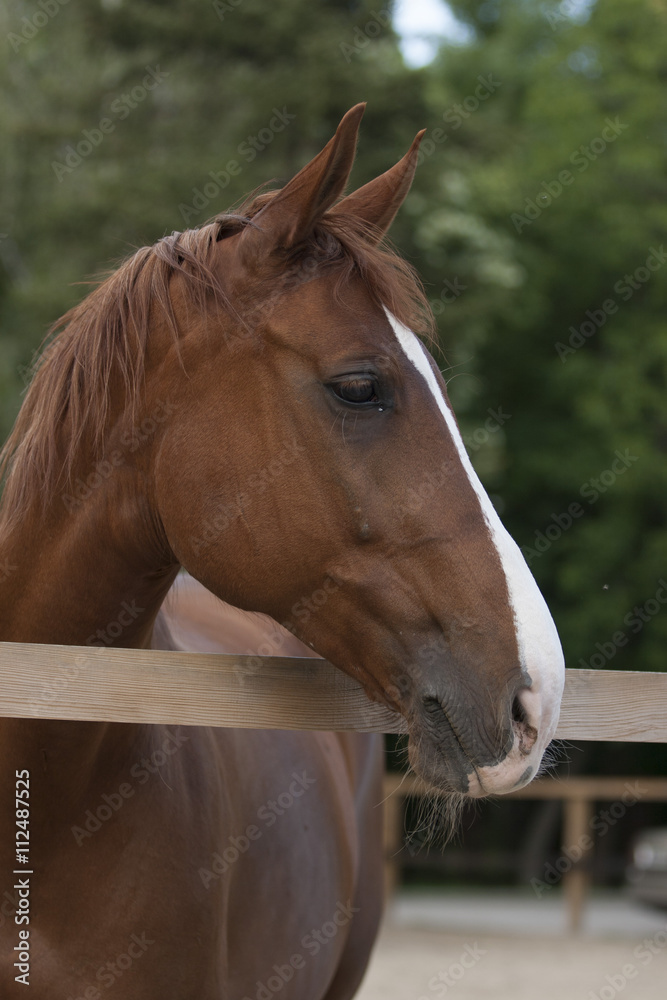 Fototapeta premium close up of a brown horse head with white spot on green background