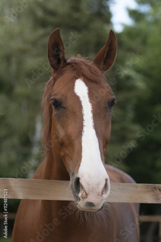 brown horse head with white spot at green background in the yard