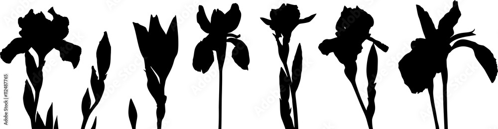 Plakat Silhouettes of irises. Silhouettes of different flowers