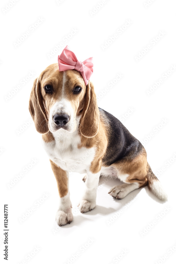 Beautiful female beagle puppy with headwear decoration