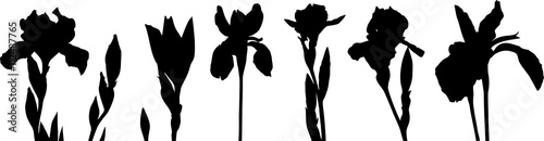 Silhouettes of irises. Silhouettes of different flowers