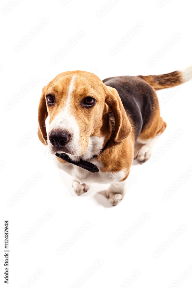 Cheerful beagle dog in formal wear