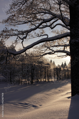 Snow tree