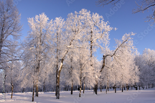 Avenue of winter park