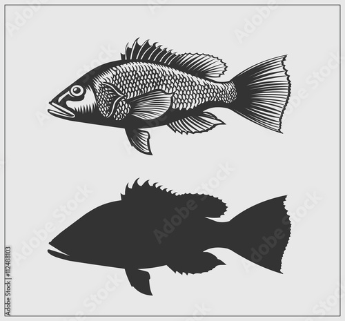 Sea bass illustration.