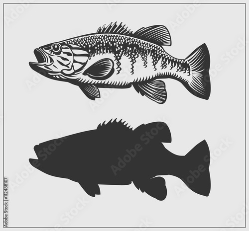 Bass fish illustration.