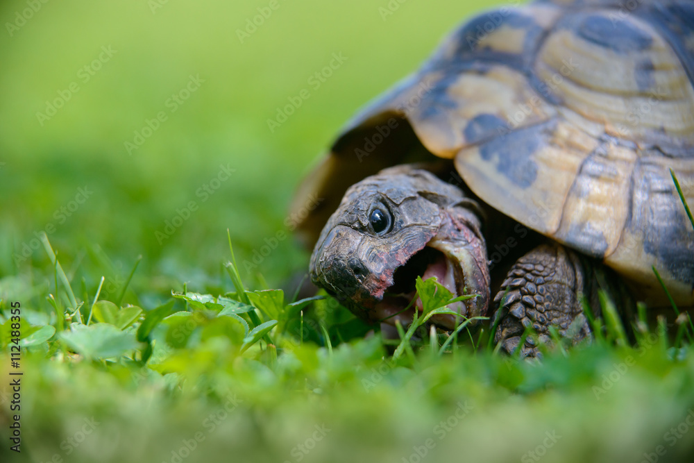 Fototapeta premium Schmackhaftes Grünfutter