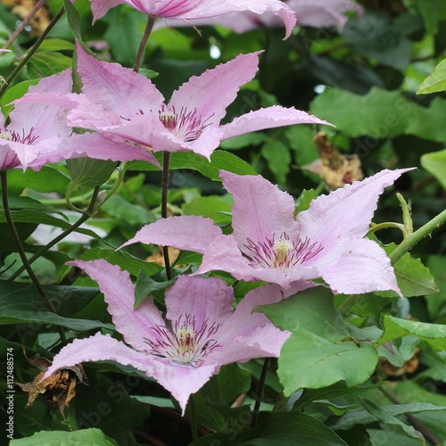 Clematis