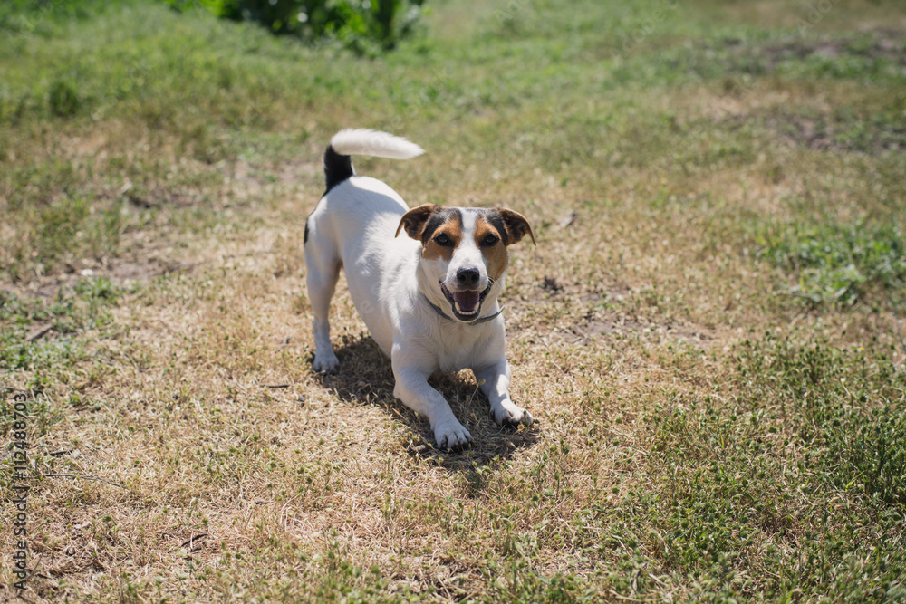 small dog breed Jack Russell Terrier playing on the grass small dog breed Jack Russell Terrier playing on the grass
