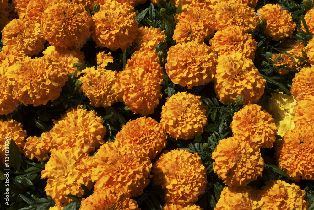 Background of Bright Yellow Cracker Jack Marigolds Background of Bright Yellow Cracker Jack Marigolds