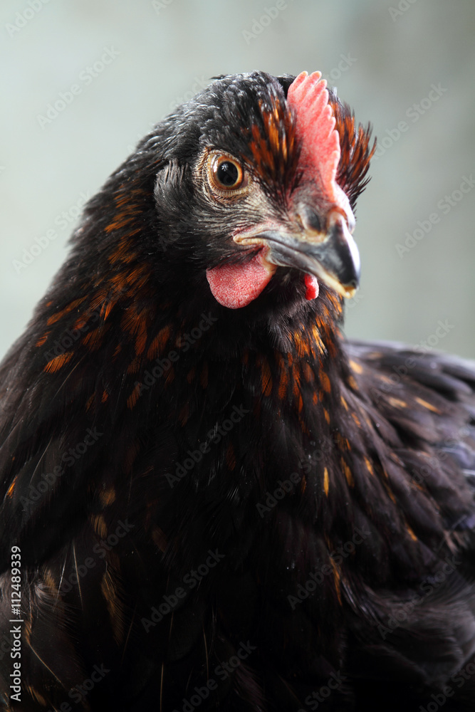 black hen