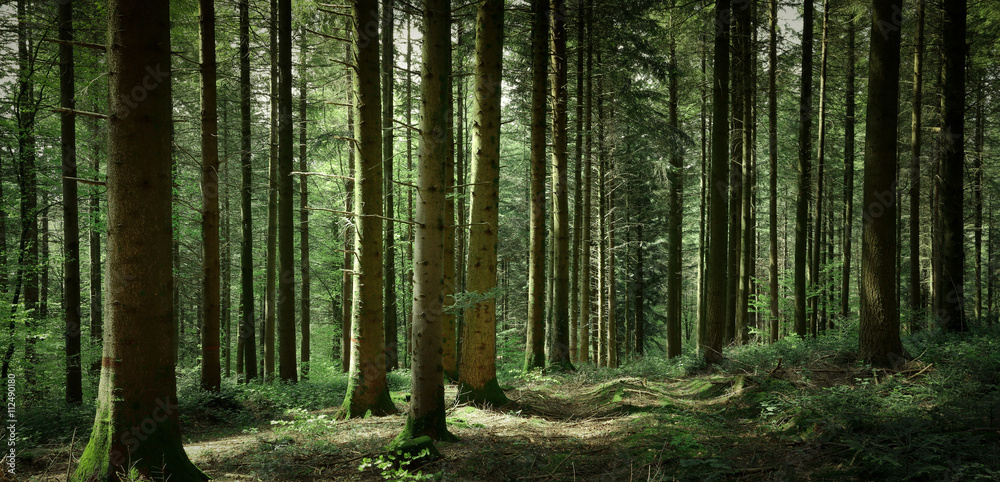 Fototapeta premium Panorama de sous-bois au printemps avec un chemin