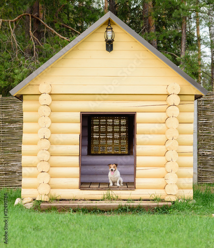 Pet dog sitting at big doghouse at back yard
