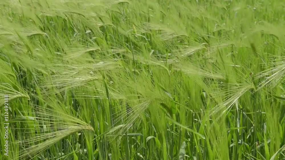 Wheat fields. Field of Green Wheatears.Green wheat field in the wind