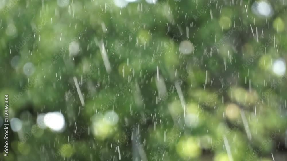 Summer rain in the garden or in the park Summer rain in the garden or in the park