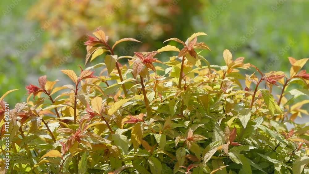 red bush shakes leaves slow motion video red bush shakes leaves slow motion video
