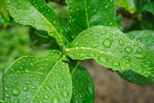 Rain drops on leaves of lemon tree