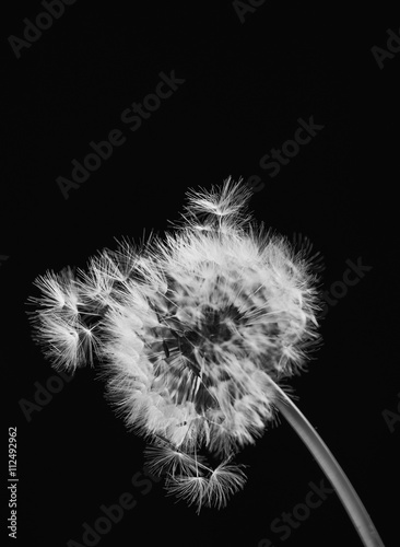 Blowball. Black and White.