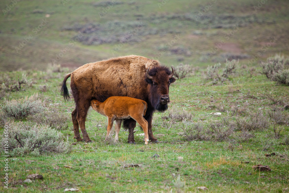 bison calf with cow