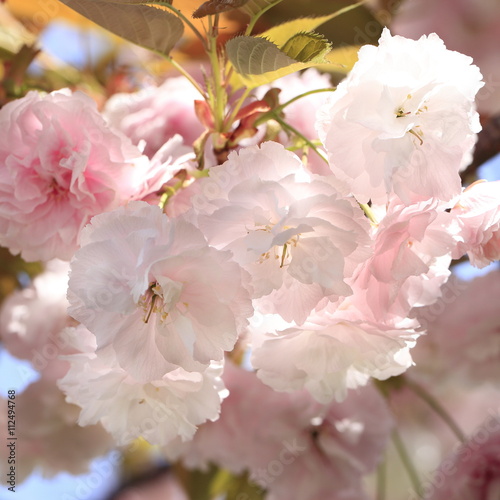 八重桜の花 © photop5